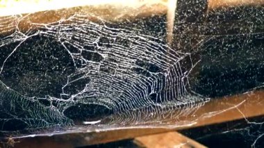 örümcek ağ üzerinde yağmur damla bulanık ve rüzgar ile hareket