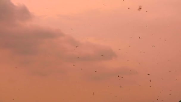 Padella molte gazze volano a mangiare insetti sul cielo del tramonto — Video Stock