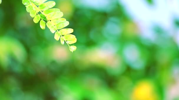 Goccia di pioggia su piccole foglie verdi in giardino e sfondo sfocato — Video Stock