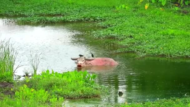 De jonge witte buffel, kauwen op het gras, geniet van de warme dagen, met de vogels die insecten op zijn rug eten — Stockvideo