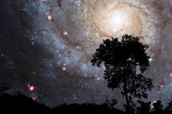Розмита галактика на нічній хмарі захід сонця небо силует дерево — стокове фото