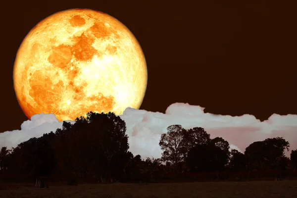 Buck luna de sangre en el cielo nocturno de vuelta sobre el bosque de siluetas — Foto de Stock