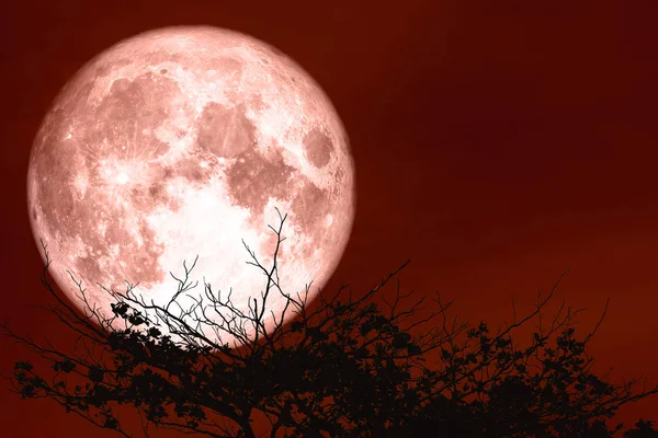 Esturgeon rouge lune sur la nuit ciel rouge retour silhouette branche sèche — Photo