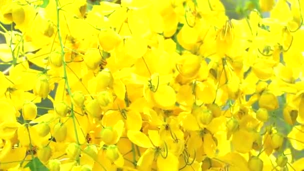 Zlatý sprchový strom má žluté kytice květin, které kvetou na stromě v zahradě pohybující se větrem v spring4 — Stock video