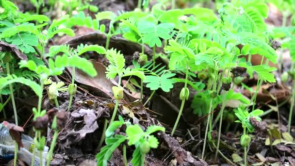 Величезне новонароджене тамариндське дерево Після зміни погоди в дощовий сезон — стокове відео