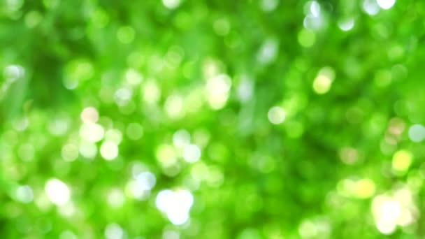 Light fresh green blur background abstract colorful leaves flower tree in garden — Stock Video