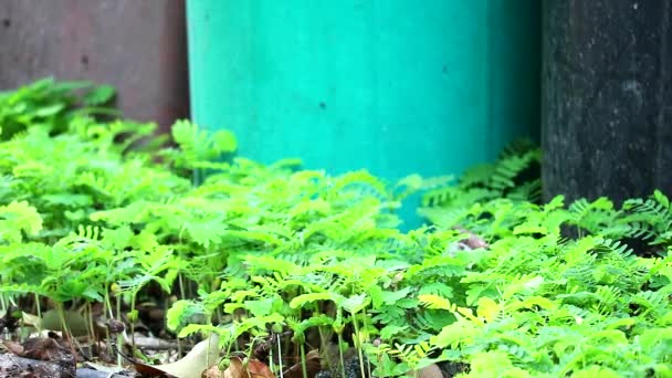 Árbol de tamarindo recién nacido Después del cambio climático a la temporada de lluvias — Vídeo de stock