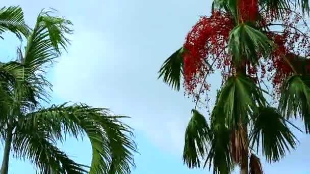 Panning a la semilla de palma roja en el árbol en el jardín — Vídeos de Stock