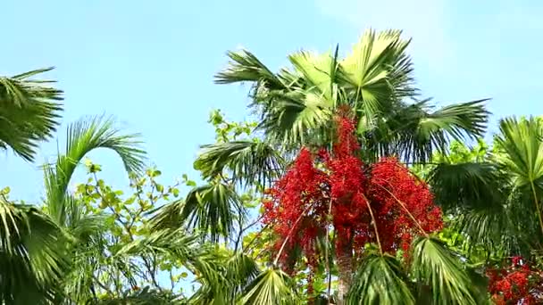 Semilla de palma roja en el árbol y otros árboles en el jardín moviéndose por el viento — Vídeos de Stock