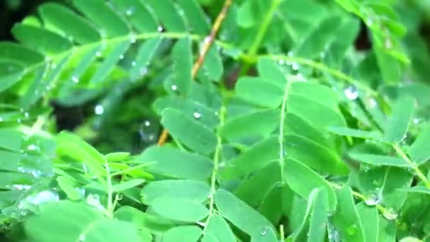 Капли дождя на листья новорожденной тамаринды после смены погоды на сезон дождей — стоковое видео