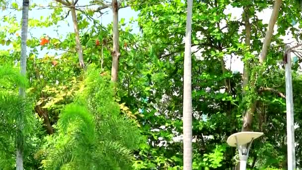 Vertikales Schwenken zu rotem Palmsamen auf Baum und anderem Baum im Garten — Stockvideo