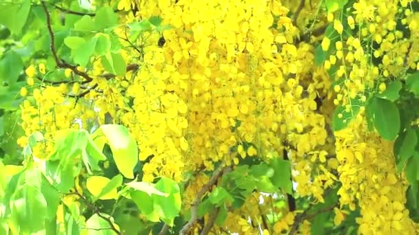 El árbol dorado de la ducha tiene flores amarillas del ramo que florecen en el árbol en el jardín que se mueve por el viento en primavera — Vídeos de Stock