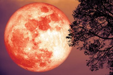 Full Strawberry Moon geri siluet ağaçları kırmızı gökyüzü