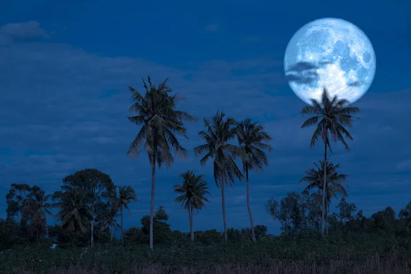 Pleine lune d'esturgeon sur le ciel nocturne silhouette arrière cocotier — Photo