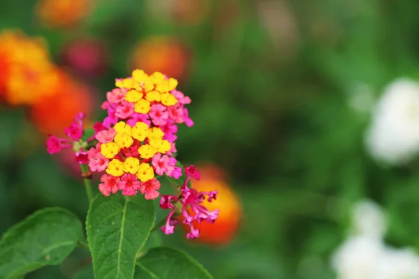 Gul röd rosa Lantana Camara blomma i trädgård blommande — Stockfoto