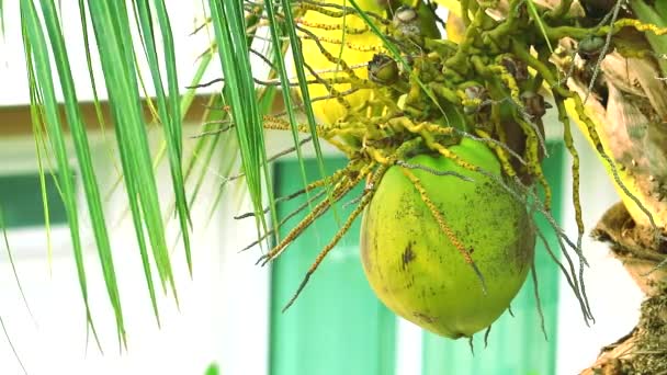 Kokos fruit in moderne tuin en groene bladeren slingeren door wind in de zomer — Stockvideo