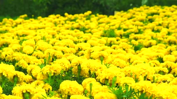 Souci mexicain fleurs jaunes panoramique au champ et prairie en été1 