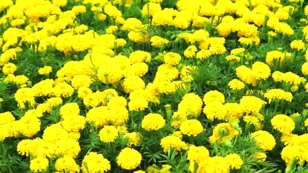 メキシコのマリーゴールド黄色の花は、夏にフィールドにパン — ストック動画