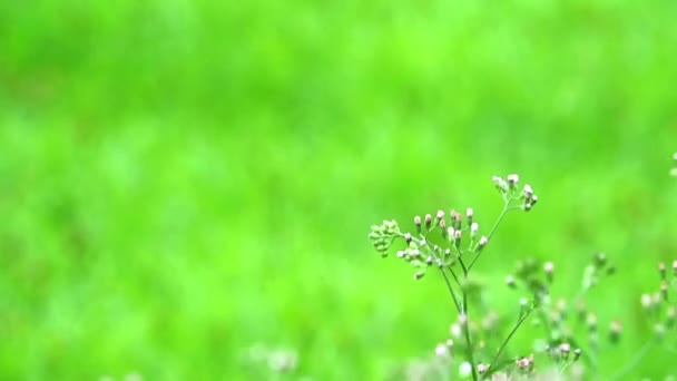 Emilia sonchifolia im Garten gesundheitliche Vorteile Ein Tee aus Blättern wird zur Behandlung der Ruhr verwendet — Stockvideo