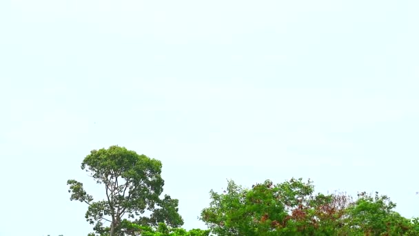 Klarer Himmel mit reiner Wolkenwanderung vorbei an grünen Top-Pflanzen und Bäumen — Stockvideo