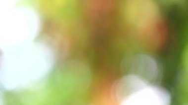 arka plan bulanıklık ağaç bahçe renk renkli yaprak çiçek