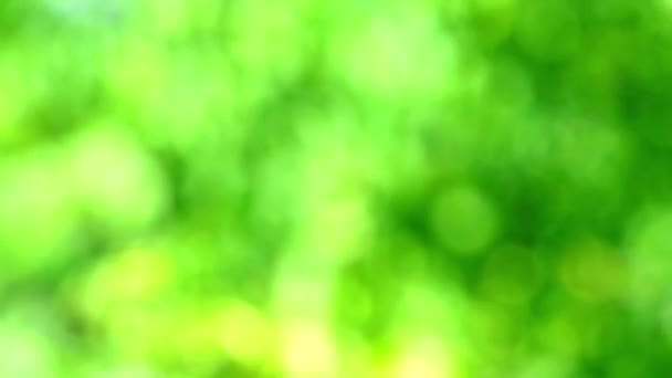 Groen en licht groen abstract vervagen kleurrijke bladeren bloem boom in de tuin — Stockvideo