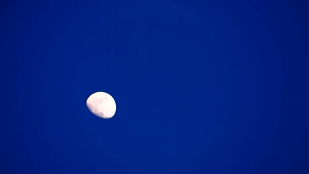 Media luna de esturión en la noche cielo azul oscuro — Vídeo de stock