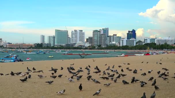 Les pigeons sont à la recherche de nourriture à manger sur le sable, parce que la forêt a été faite pour créer une ville — Video