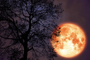 gece gökyüzüne geri karanlık orman siluet
