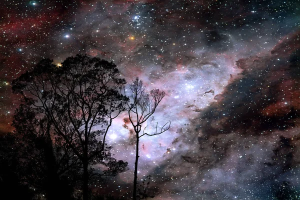Розмита галактика на нічній хмарі захід сонця небо силует гілка і дерево — стокове фото