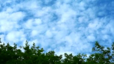 bulut yeşil üst bitki ve ağaç ile saf mavi gökyüzü geçmek