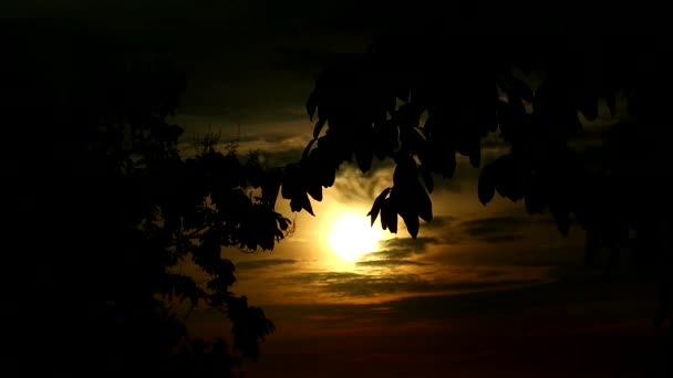 Desenfoque luna amarillo cielo silueta hojas y nube movimiento1 — Vídeos de Stock