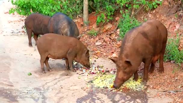 Jabalí comiendo alimentos y frutas al costado de la carretera1 — Vídeos de Stock