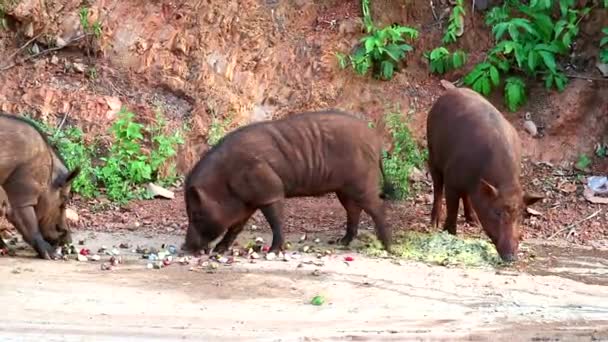 Sanglier manger de la nourriture et des fruits sur le bord de la route — Video