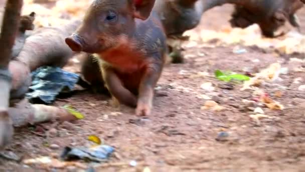 Yolun tarafında yiyecek ve meyveler yiyen küçük domuz — Stok video