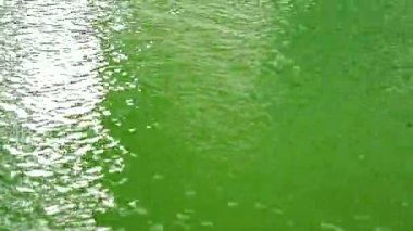 yağmur sonbahar yeşil saf ve berrak su yüzeyi ve ışık pembe mor renk yansıma