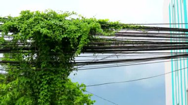 Weeds Vines büyümek ve elektrik direği boyunca sürünme. Ve kablo bir çevre problem1