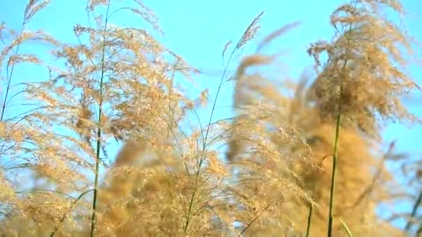 Gyllene blomma gräs fält på eftermiddagen klar blå himmel bakgrund — Stockvideo