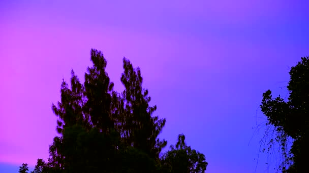 Grupo de pino movimiento lento por el viento colorido atardecer fondo — Vídeo de stock