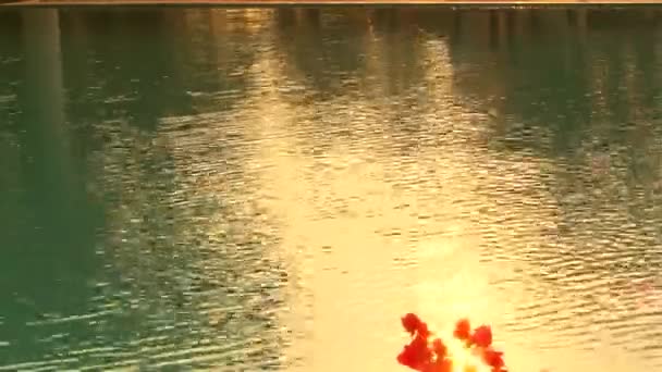 Red flower and little wave on pool move by wind — Stock Video