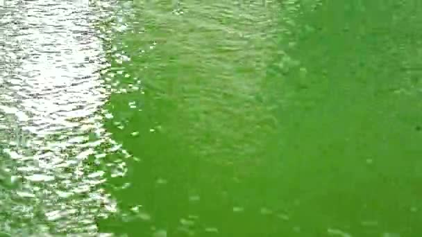 Lluvia cae sobre la superficie de agua verde pura y clara y el color rosa púrpura reflejo de la luz — Vídeos de Stock