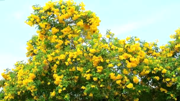 Tabebuia Aurea virágzik a kertben kék ég háttérben — Stock videók