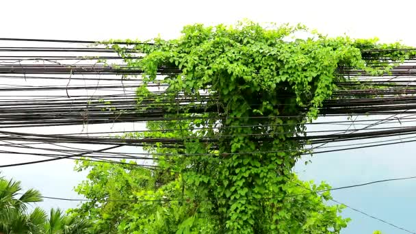 Weeds Vines büyümek ve elektrik direği boyunca sürünme. Ve kablo çevresel bir sorundur — Stok video