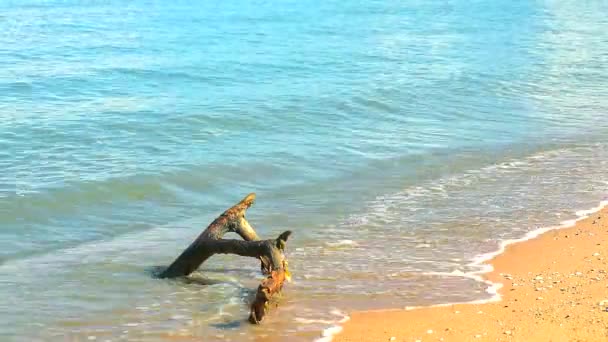 Árbol de rama seca en la playa y pequeña ola azul moviéndose por la tarde1 — Vídeos de Stock