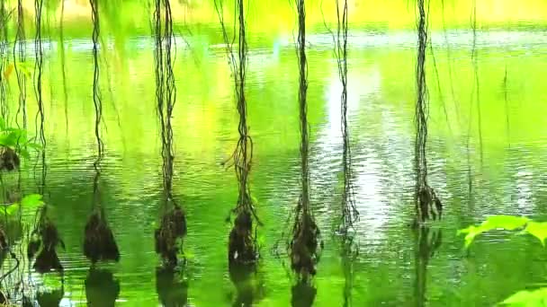 Raíces de reflexión del oscilación del árbol de Banyan en la superficie del agua en el lago2 — Vídeo de stock