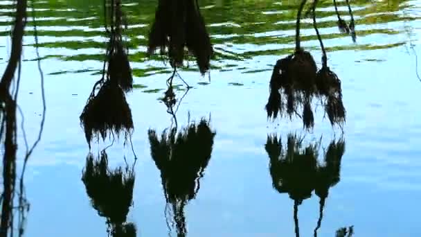 湖の水面に揺れるバンヤンの木の反射根4 — ストック動画