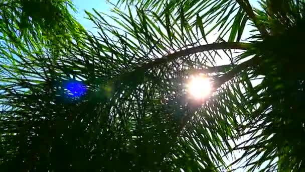 정원에서 태양과 햇빛 다시 실루엣 야자수 잎 — 비디오