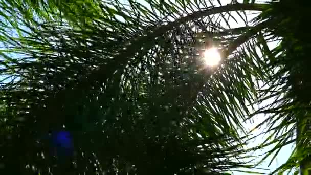 Sol atrás silueta hojas de palma con sol en el jardín1 — Vídeo de stock