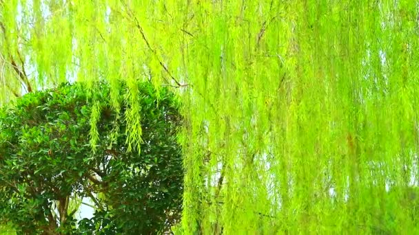 Treurwilg boom en licht groene bladeren lijn in de tuin — Stockvideo