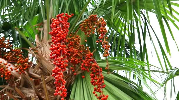 Красочные красные пальмовые семена на пальме в саду и зеленые листья движутся — стоковое видео